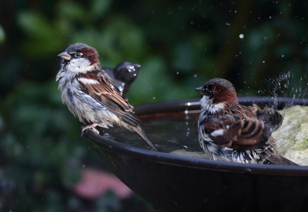 Moineaux domestiques (Passer domesticus) au bain © Alain Boullah